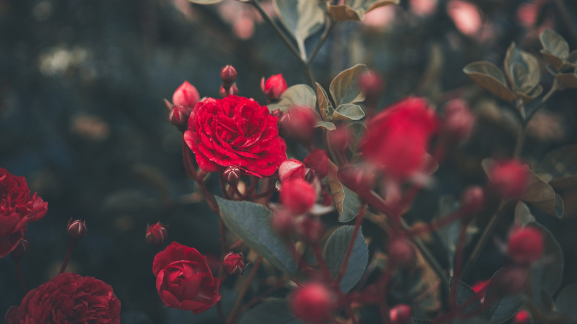 5 Rose Backgrounds To Celebrate Every Day