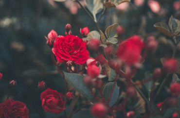 5 Rose Backgrounds To Celebrate Every Day